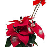 Decorated Poinsettia Pot