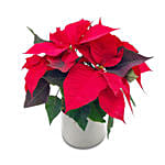 Elegant Poinsettia