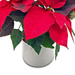 Elegant Poinsettia