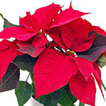 Elegant Poinsettia