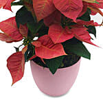 Happy Holiday Plant