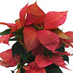 Happy Holiday Plant