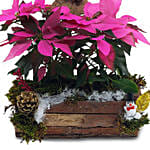 Pinkish Christmas