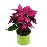 Pink Poinsettia