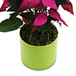 Pink Poinsettia