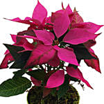 Pink Poinsettia