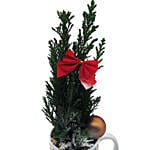 Poinsettia In A Mug