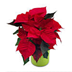 Red Classic Poinsettia