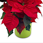 Red Classic Poinsettia