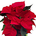 Red Classic Poinsettia