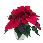 The Classic Poinsettia