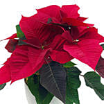 The Classic Poinsettia