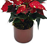 The Unusual Gift