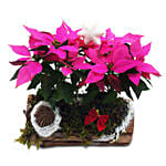 The Unusual Poinsettia