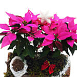 The Unusual Poinsettia