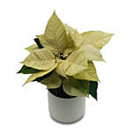 White Poinsettia