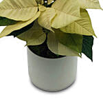 White Poinsettia