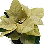 White Poinsettia