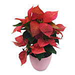 Happy Holiday Plant