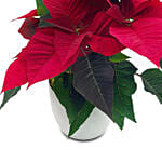 The Classic Poinsettia