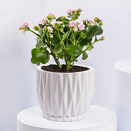 Mother's day sales plant delivery