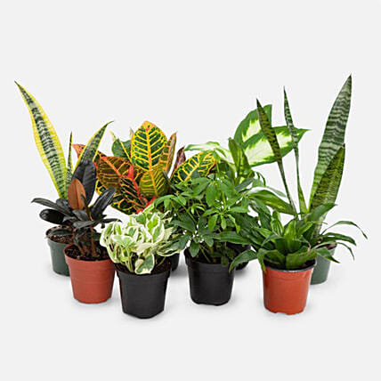 7 Beautiful Plants: Money Plants