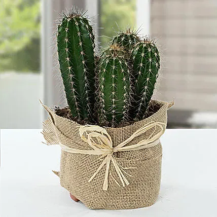 Cactus Jute Wrapped Potted Plant: Cactus and Succulents 