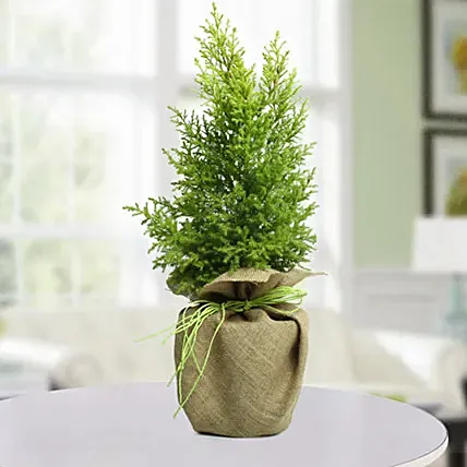 Christmas Tree: Doctors Day Gifts