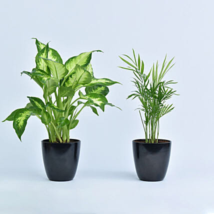 Combo Of Beautiful Indoor Plants: Best Housewarming gifts