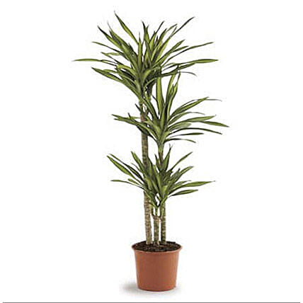 Dracaena Rikki: Indoor Plants 