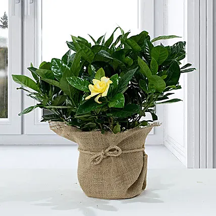 Gardenia Jasminoides with Jute Wrapped Pot: Retirement Gifts