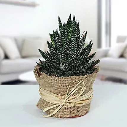 Howarthia Potted Plant In Jute: Cactus and Succulents