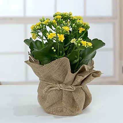 Jute Wrapped Yellow Kalanchoe Plant: Flowering Plants