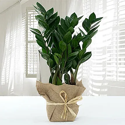 Jute Wrapped Zamia Potted Plant: Plants