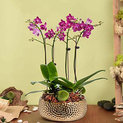4 Stems Small Purple Orchid Plant In Premium Gold Pot: Mothers Day Plants