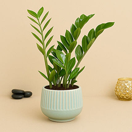 Air Purifying Z Plant: Air Purifying Plants 