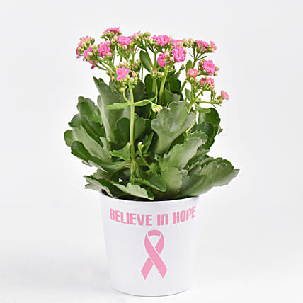Believe In Hope Plant: Breast Cancer Awareness Gifts