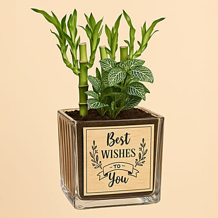 Best Wishes Lucky Bamboo n Fittonia: Gifts for Sister