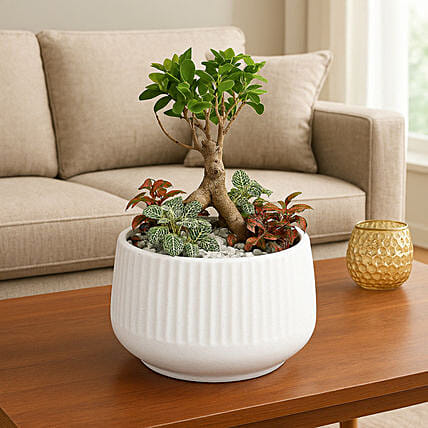 Bonsai & Fittonia Plant In Platter Planter: Bonsai Plants 