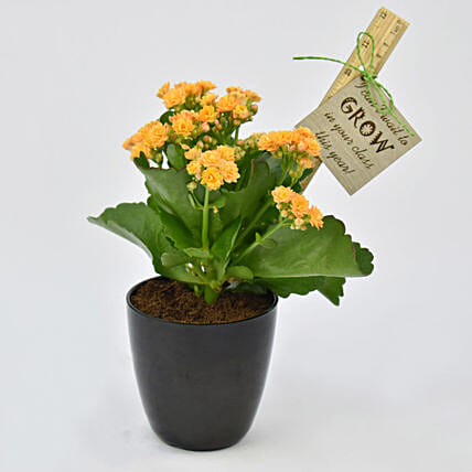 Grow With Me Kalanchoe Plant: Teachers Day Gifts