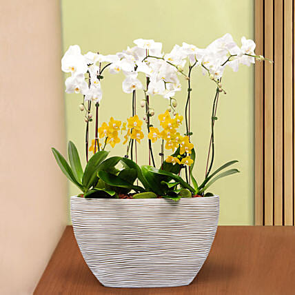 16 Stems Holland Orchid in Premium Diamond Textured Planter: Plants 