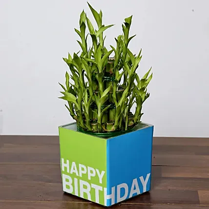 3 Layer Bamboo Plant For Birthday: One Hour Delivery Plants
