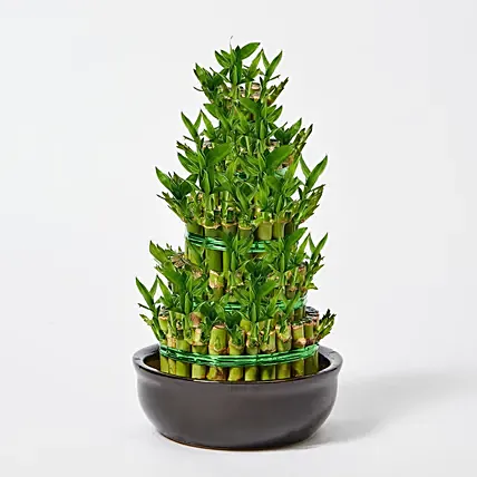 5 Layer Bamboo in Ceramic Pot: Spiritual n Vastu Plants