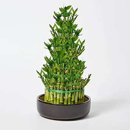 5 Layer Lucky Bamboo 36cm: Lucky Bamboo 