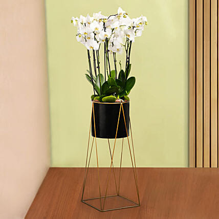 8 Stem White Orchid Plant in Tall Premium Planter: Christmas Wreath Dubai