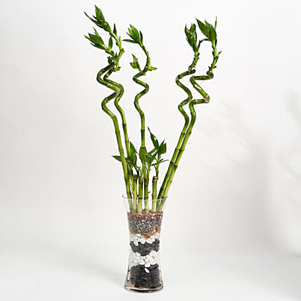بامبو حلزوني وعصي بامبو في مزهرية لتمني الحظ لشخص عزيز: نباتات داخلية للمكتب