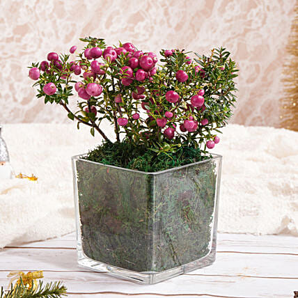 نبتة توت الفرح: زهور البوينسيتيا