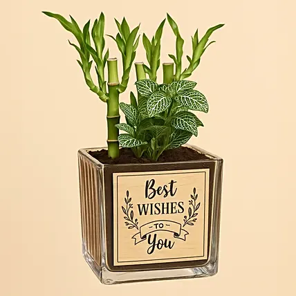 Best Wishes Lucky Bamboo n Fittonia: Lucky Bamboo