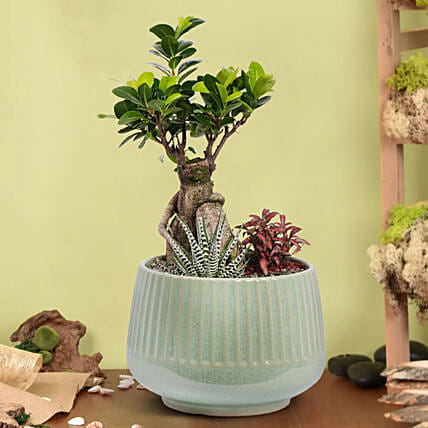 Bonsai Garden: Outdoor Plants to Ajman