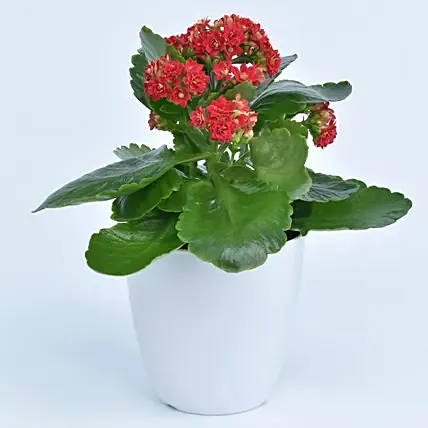 Bright Kalanchoe Plant In Pot: Indoor Plants 